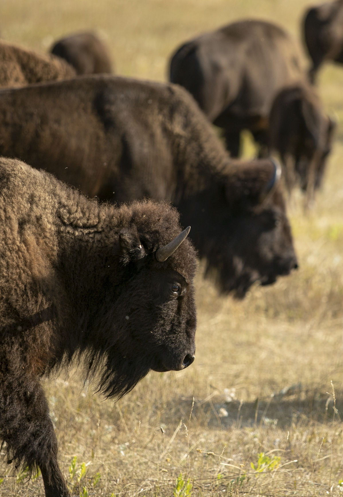 Buffalo Roundup Preview